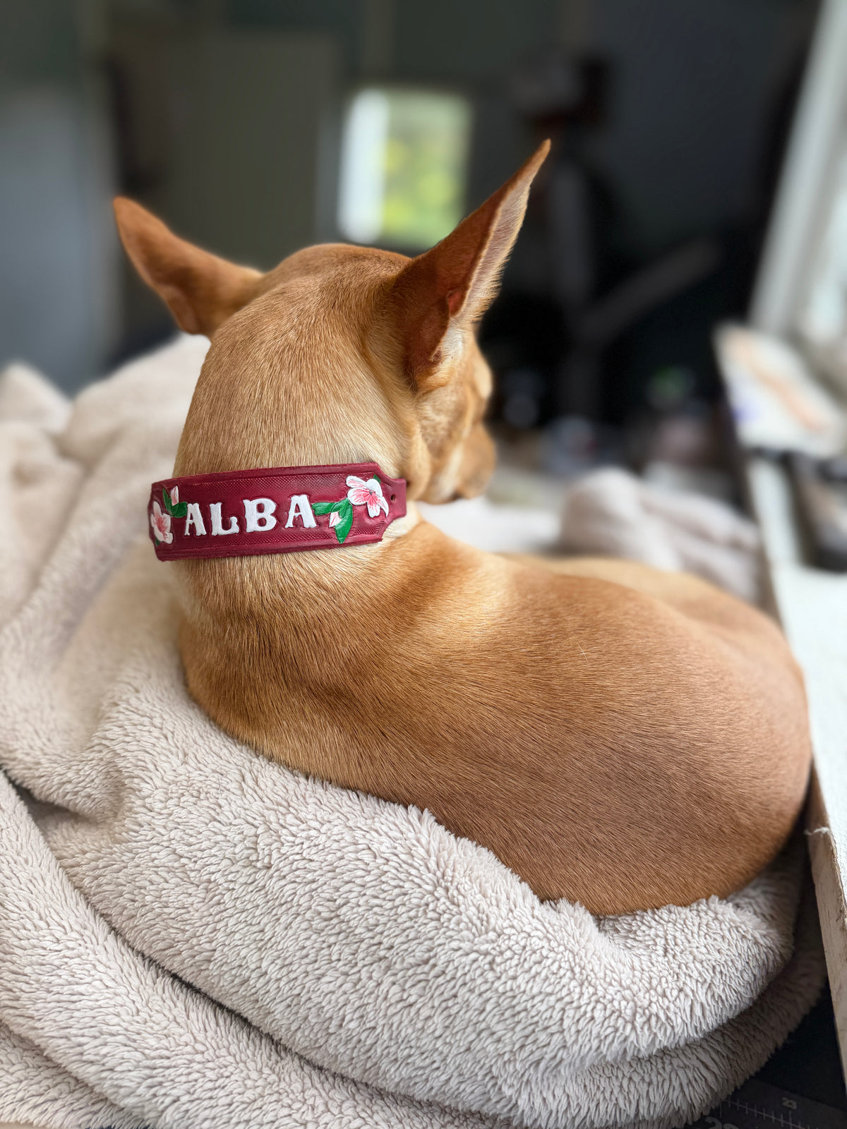 ALBA Small Breed Wearable Art Collar