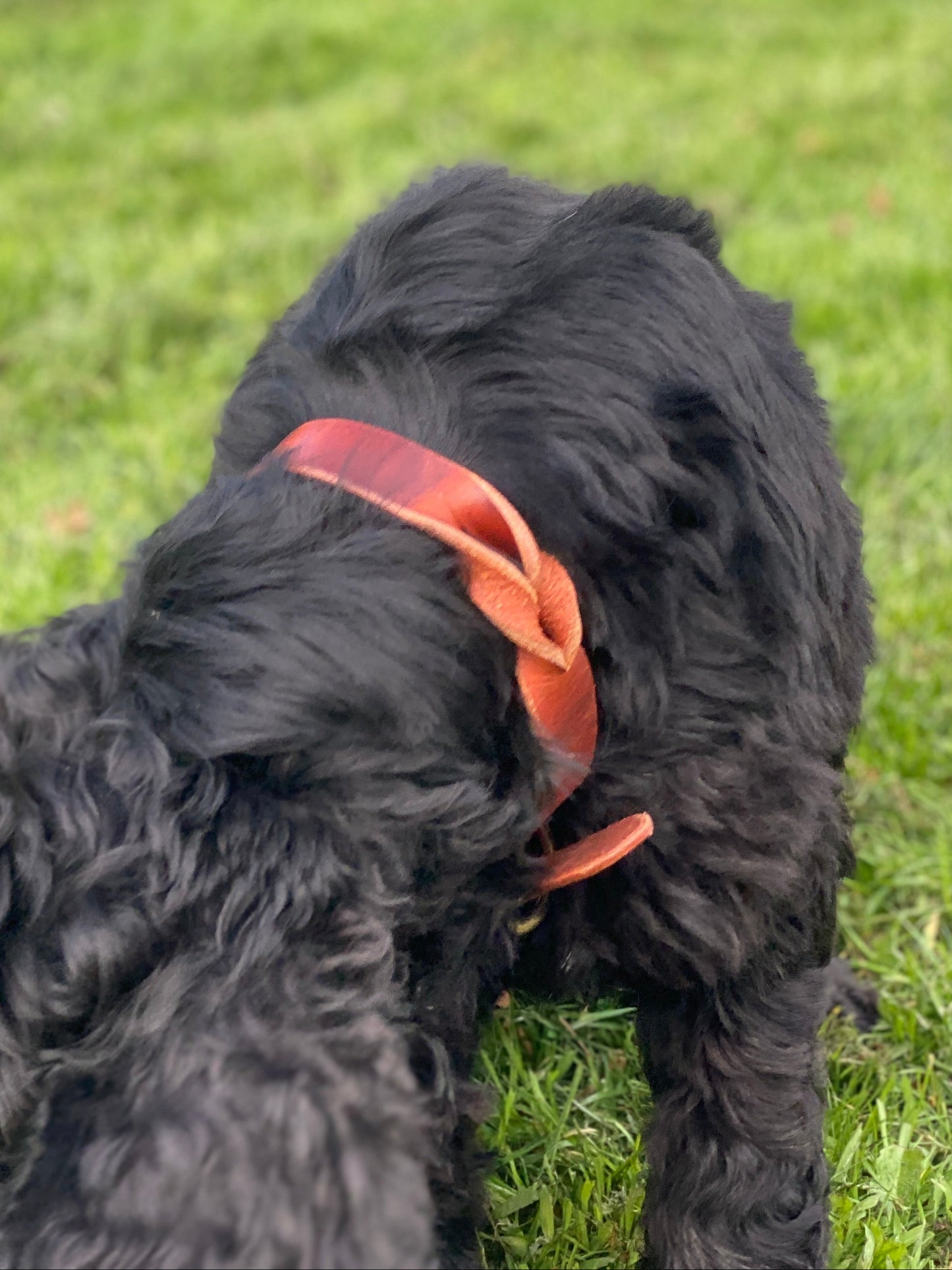 Braided Latigo Collar in Tan