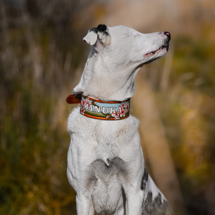 A white and gray dog wearing a tooled and painted leather collar in an outdoor setting with a blurred natural background.