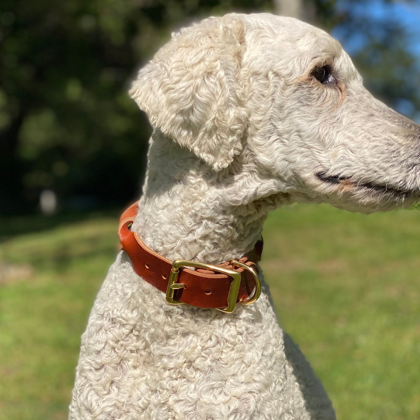 Braided Latigo Collar in Tan