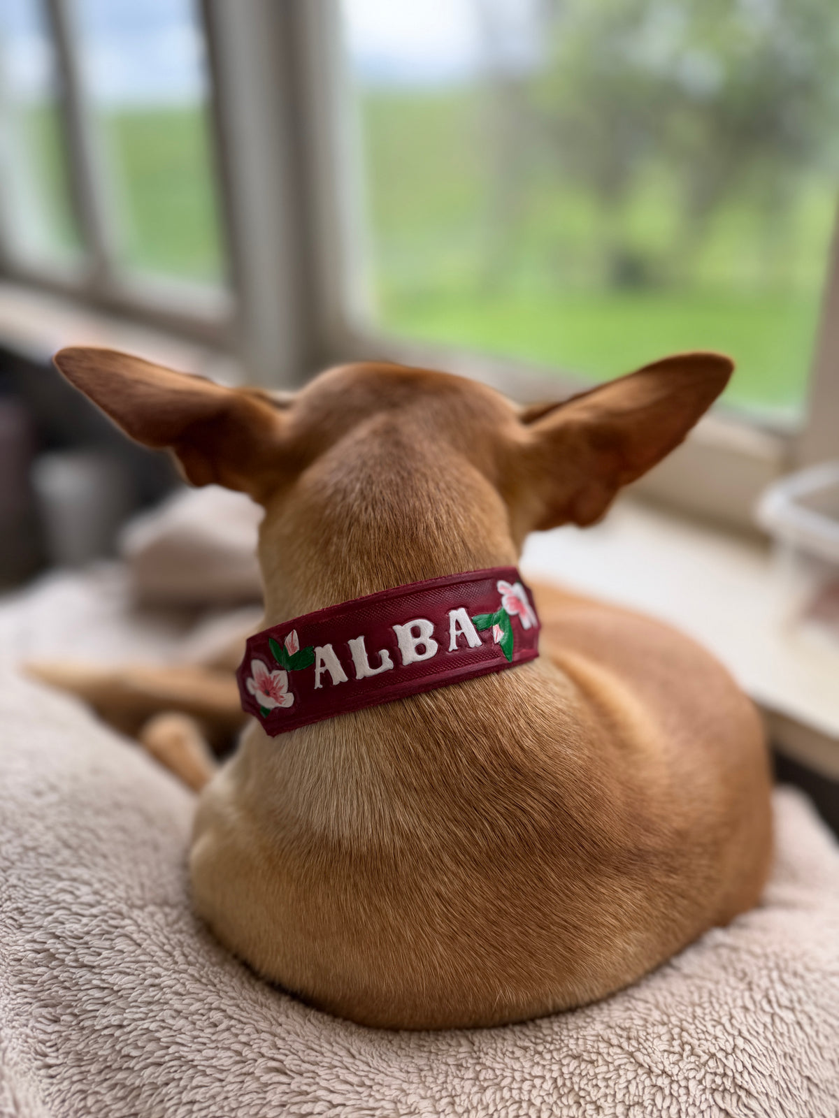 ALBA Small Breed Wearable Art Collar
