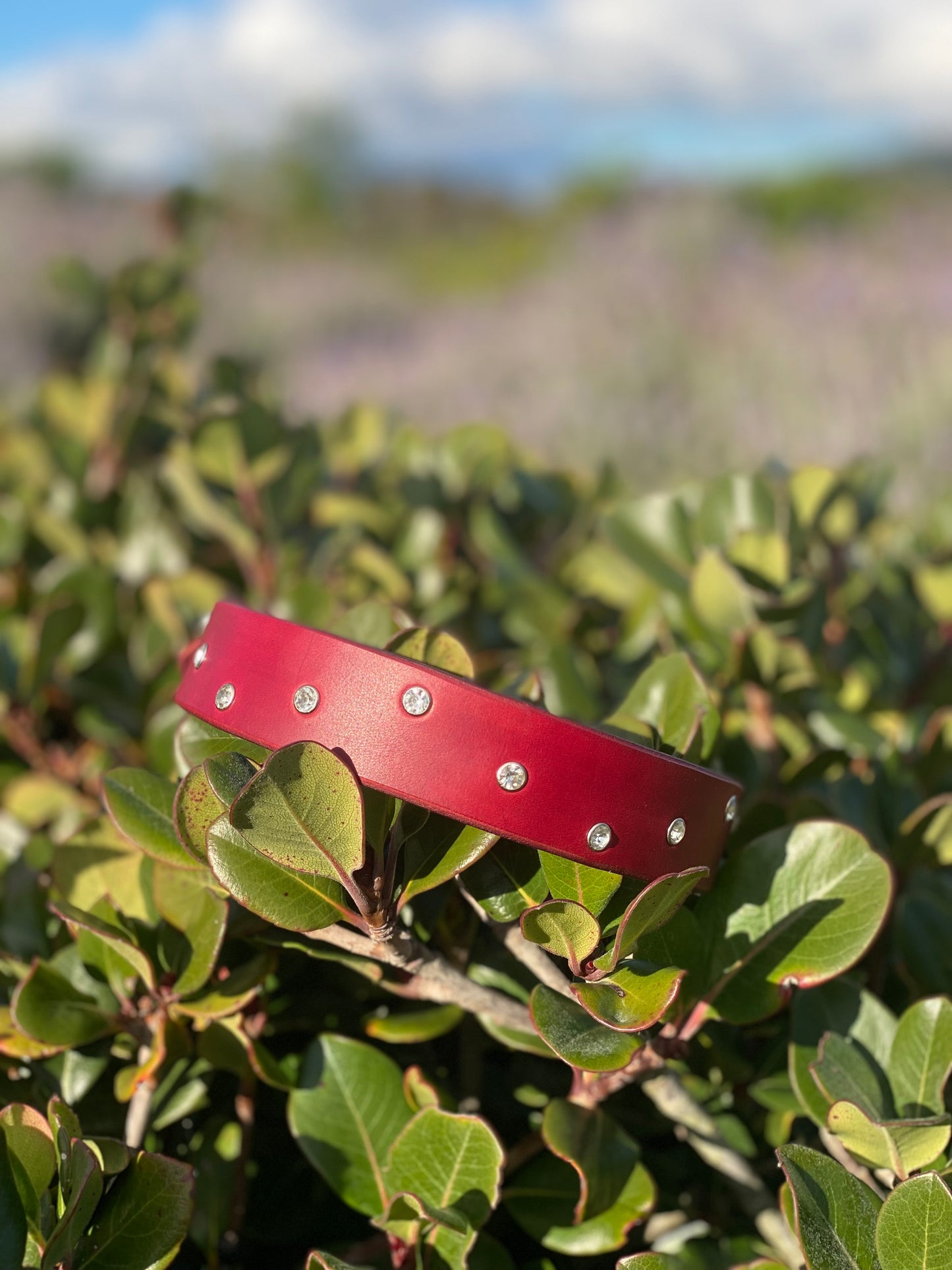 "Velo" - Wide Studded Leather Buckle Collar