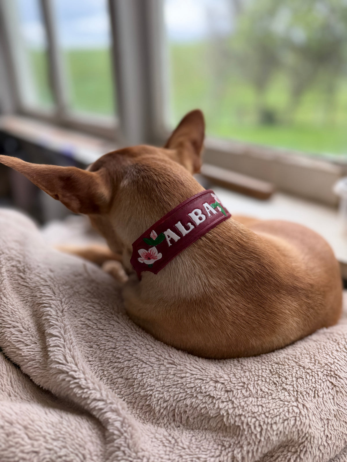 ALBA Small Breed Wearable Art Collar