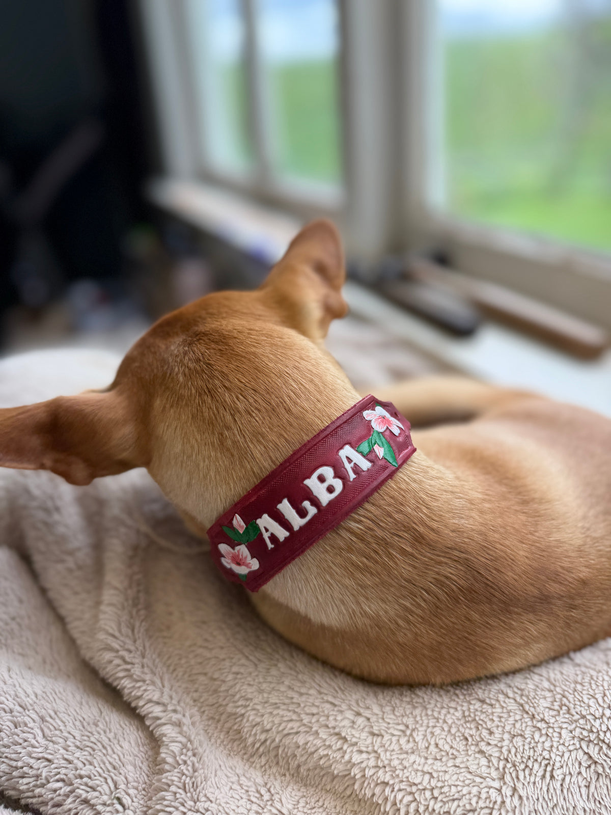 ALBA Small Breed Wearable Art Collar