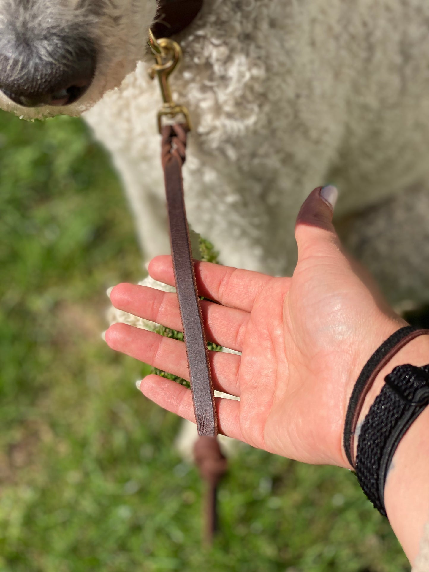 Dog Training Grab Tabs