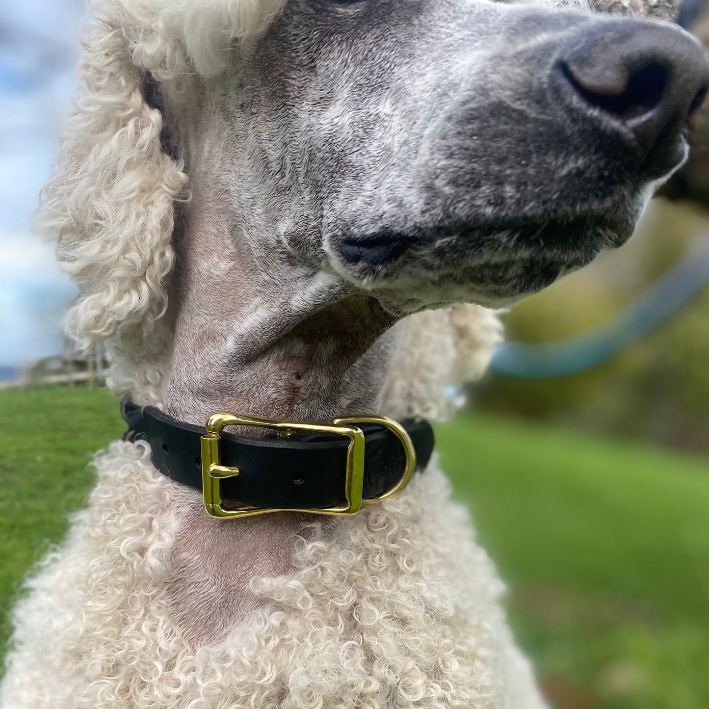 Braided Latigo Collar in Black