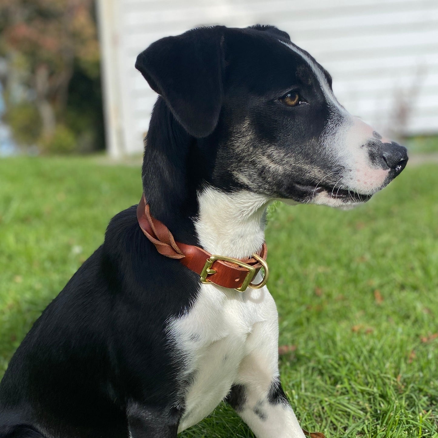 Braided Latigo Collar in Tan