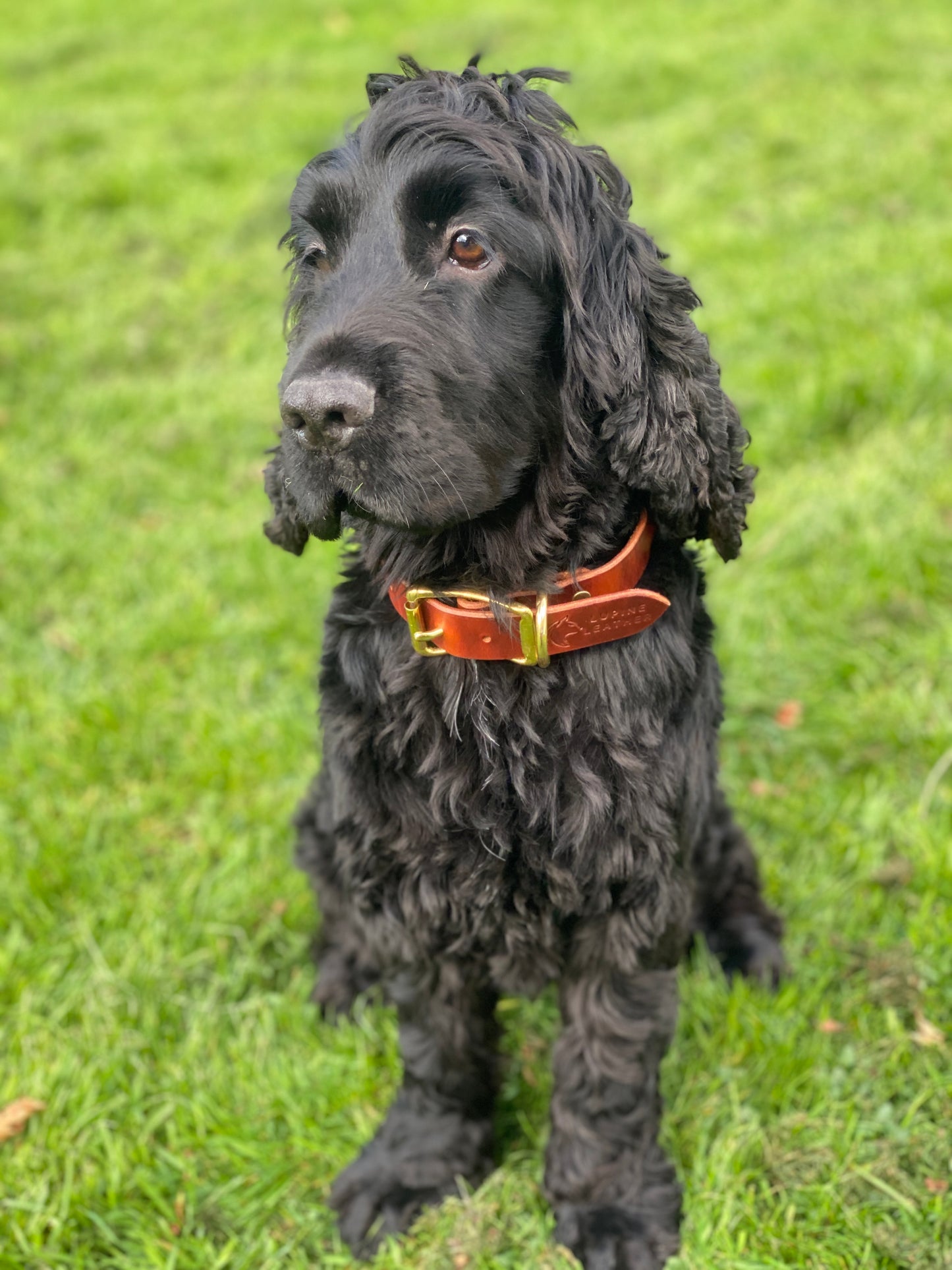 Braided Latigo Collar in Tan