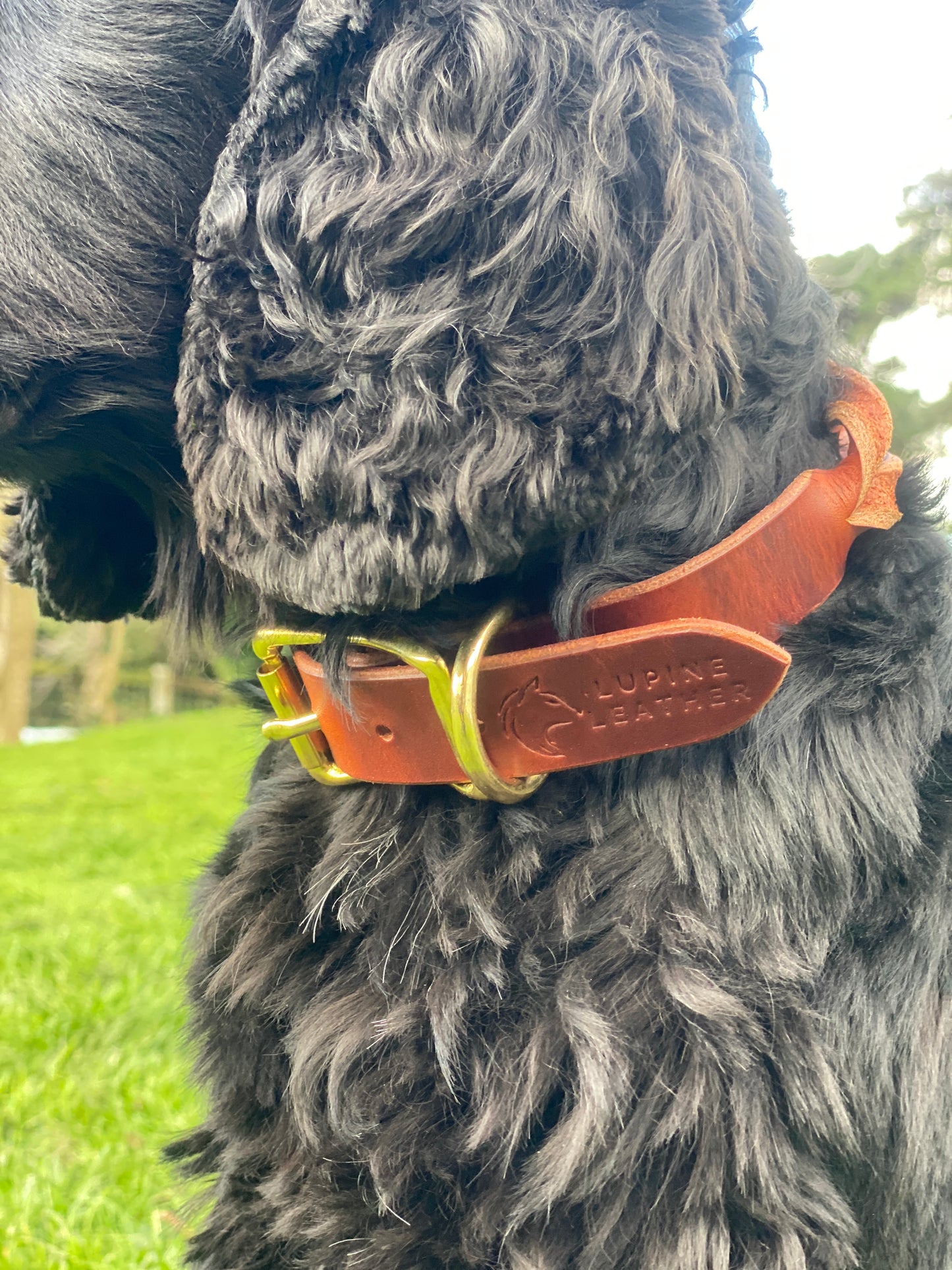 Braided Latigo Collar in Tan