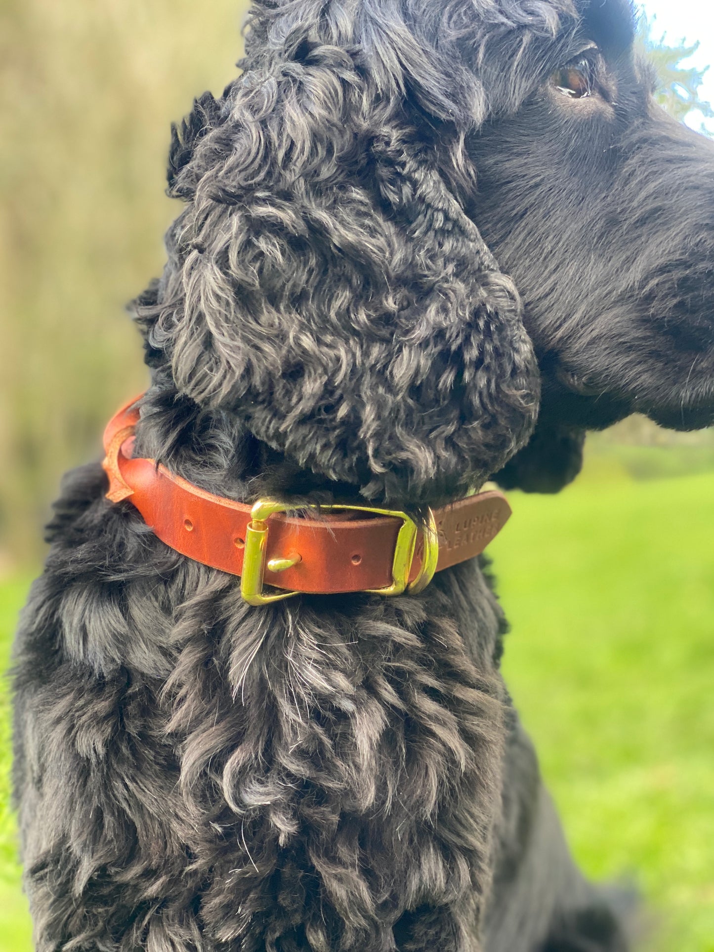 Braided Latigo Collar in Tan