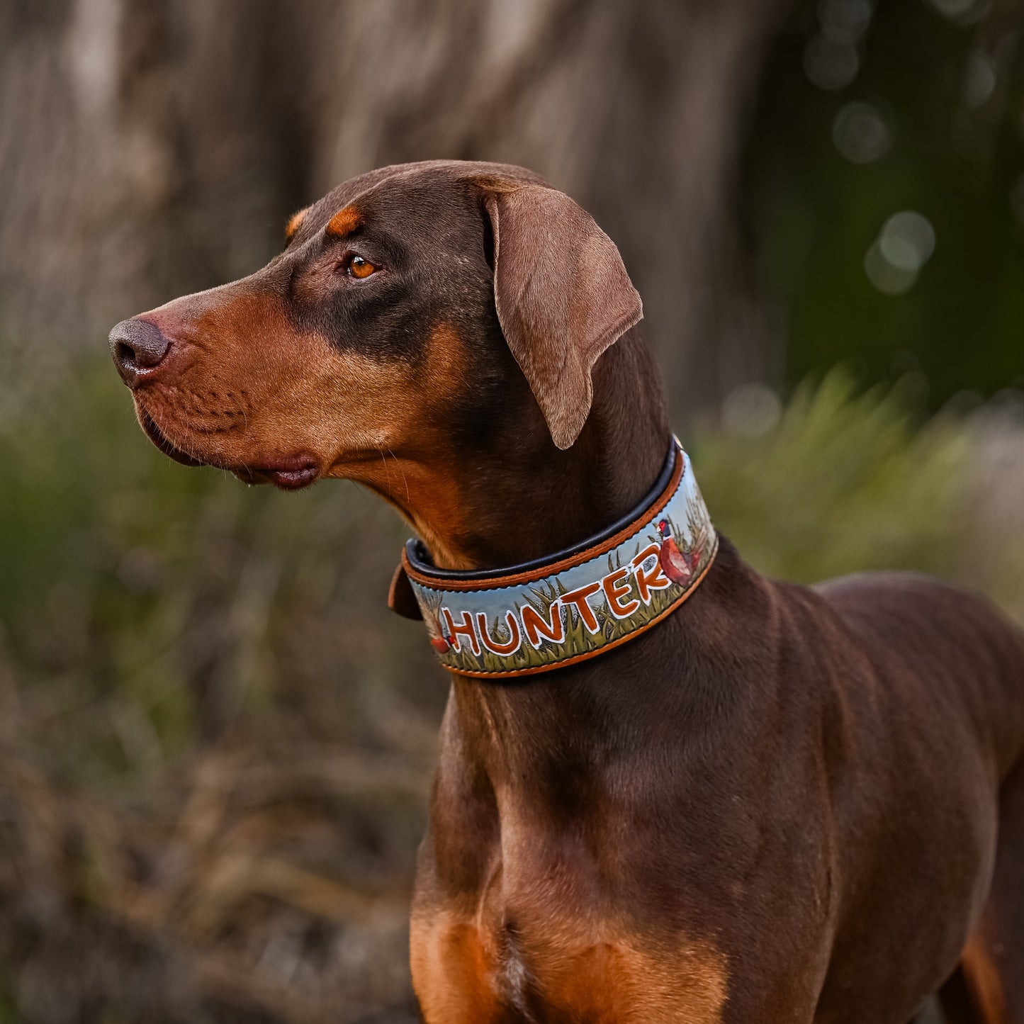 A brown and tan dog wearing a leather tooled collar with the word 'HUNTER' carved on it, photographed outdoors against a blurred natural background.