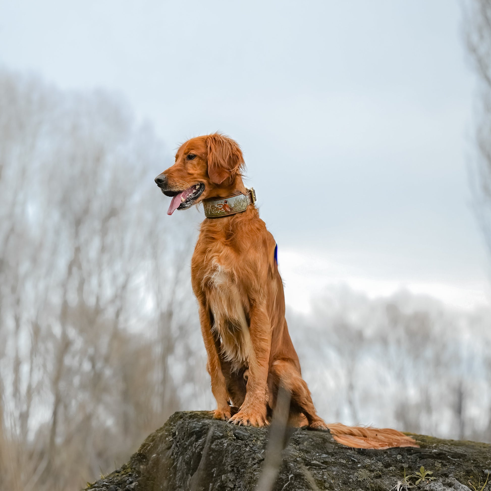 A golden retriever dog sitting on a large rock outdoors, wearing a tooled leather collar, with bare trees and a pale sky in the background.
