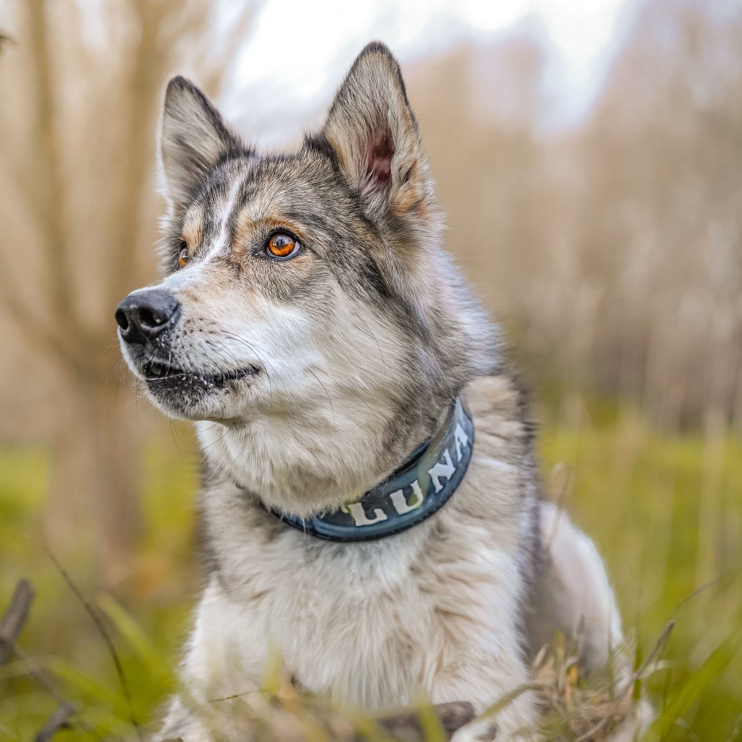 A gray and white husky dog wearing a dark blue collar with the name 'LUNA' in white letters, sitting in a grassy outdoor field.