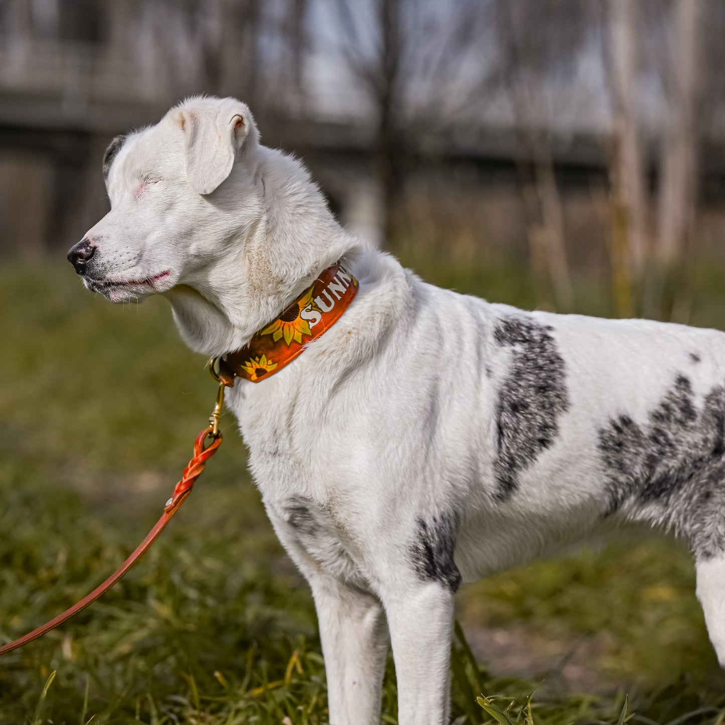 SUNNY - Sunflower Themed Tooled Leather Dog Collar