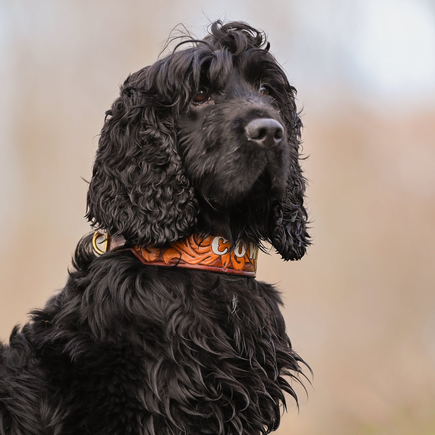 A black curly-haired dog wearing an brown tooled leather dog collar, photographed outdoors against a soft blurred background.