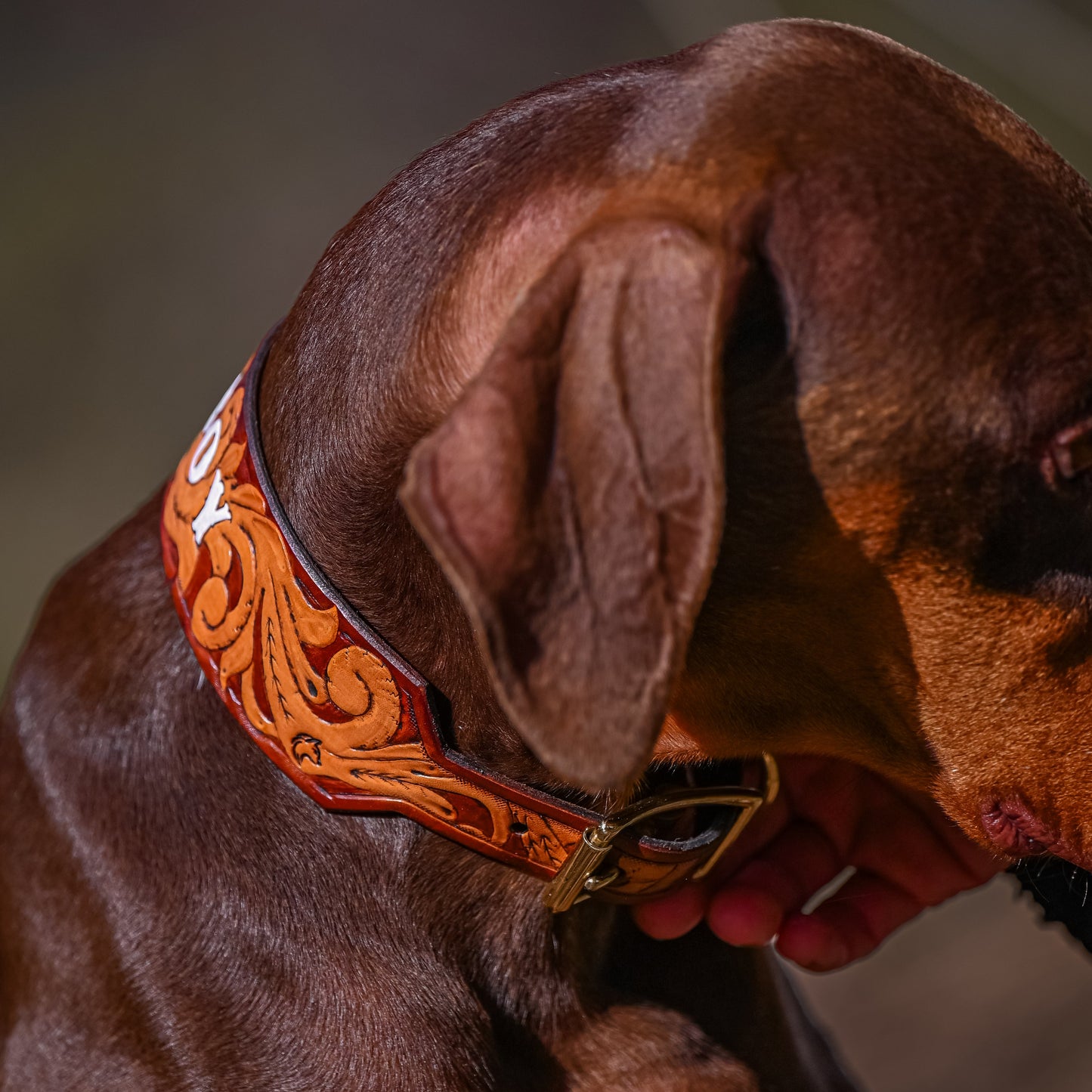 A close-up of a brown dog wearing a hand-tooled leather collar with brown floral scrollwork and a brass buckle.