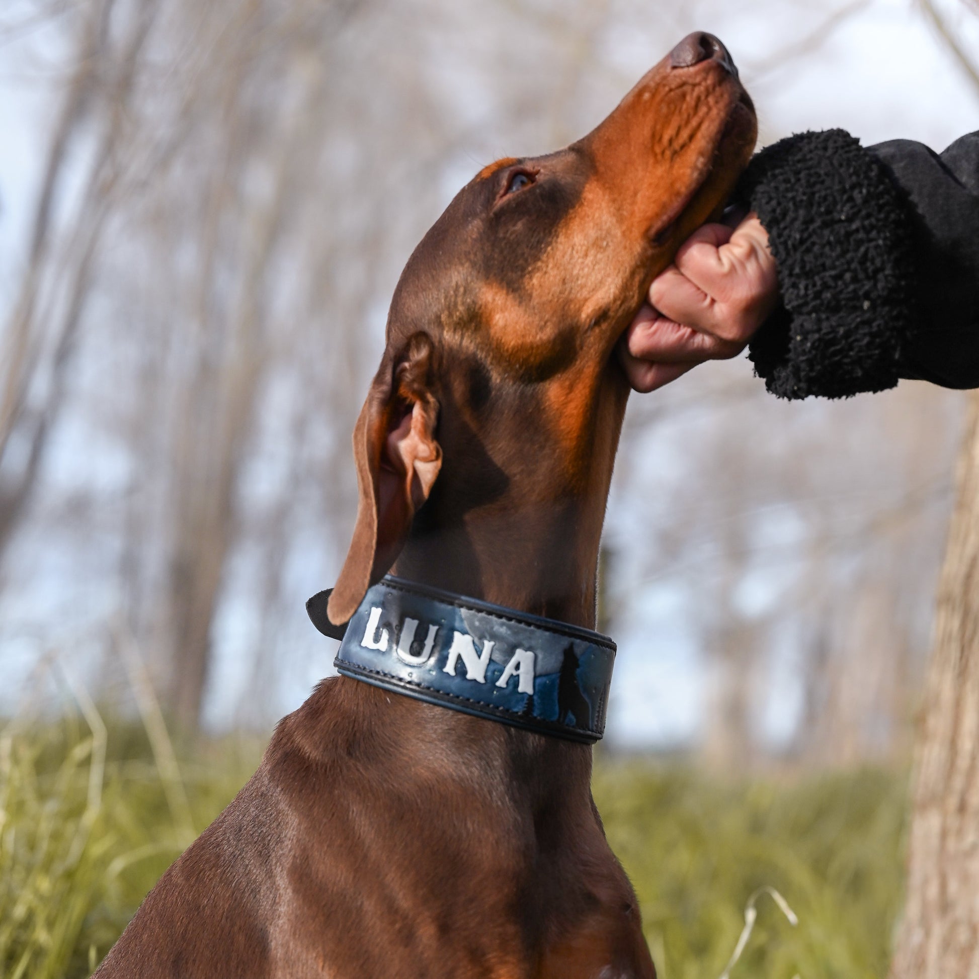 A brown dog wearing a black collar with the name 'LUNA' in white letters, sitting outdoors and looking up while a person's hand gently touches its face. Bare trees and grass are visible in the background.