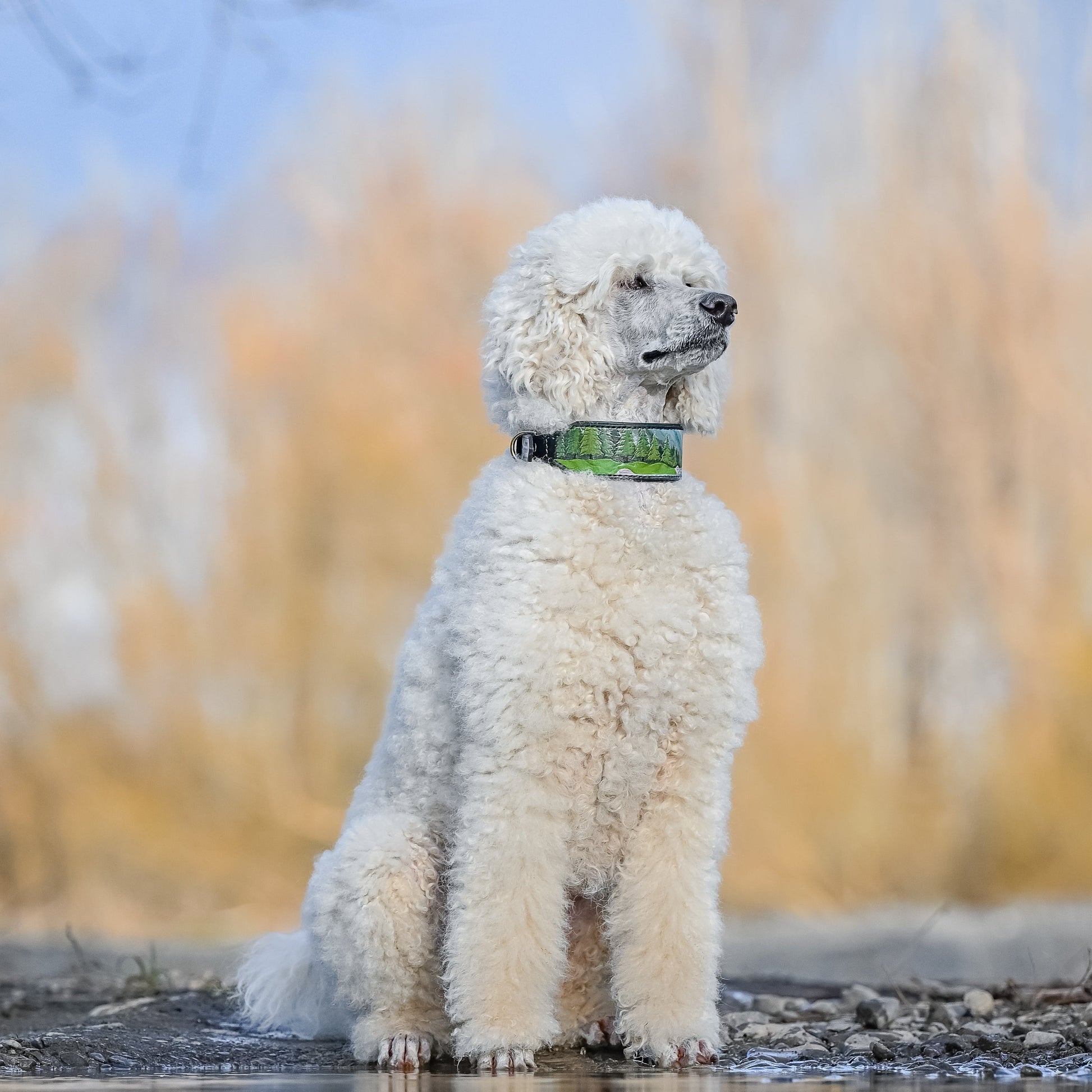 A white standard poodle sits wearing a tooled & painted leather dog collar.