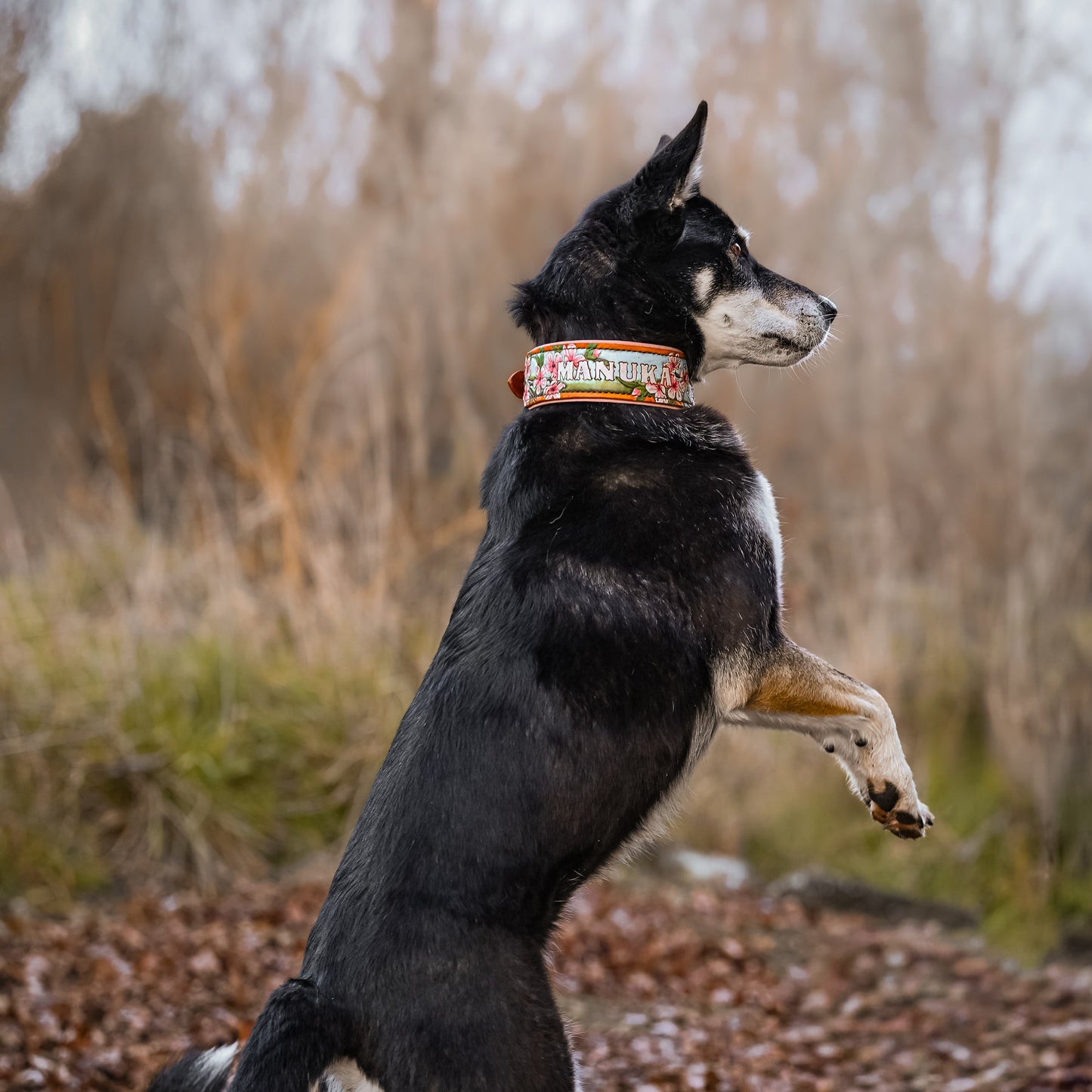 A black and tan dog stands on its hind legs on a leaf-covered path outdoors, wearing a colorful patterned collar.