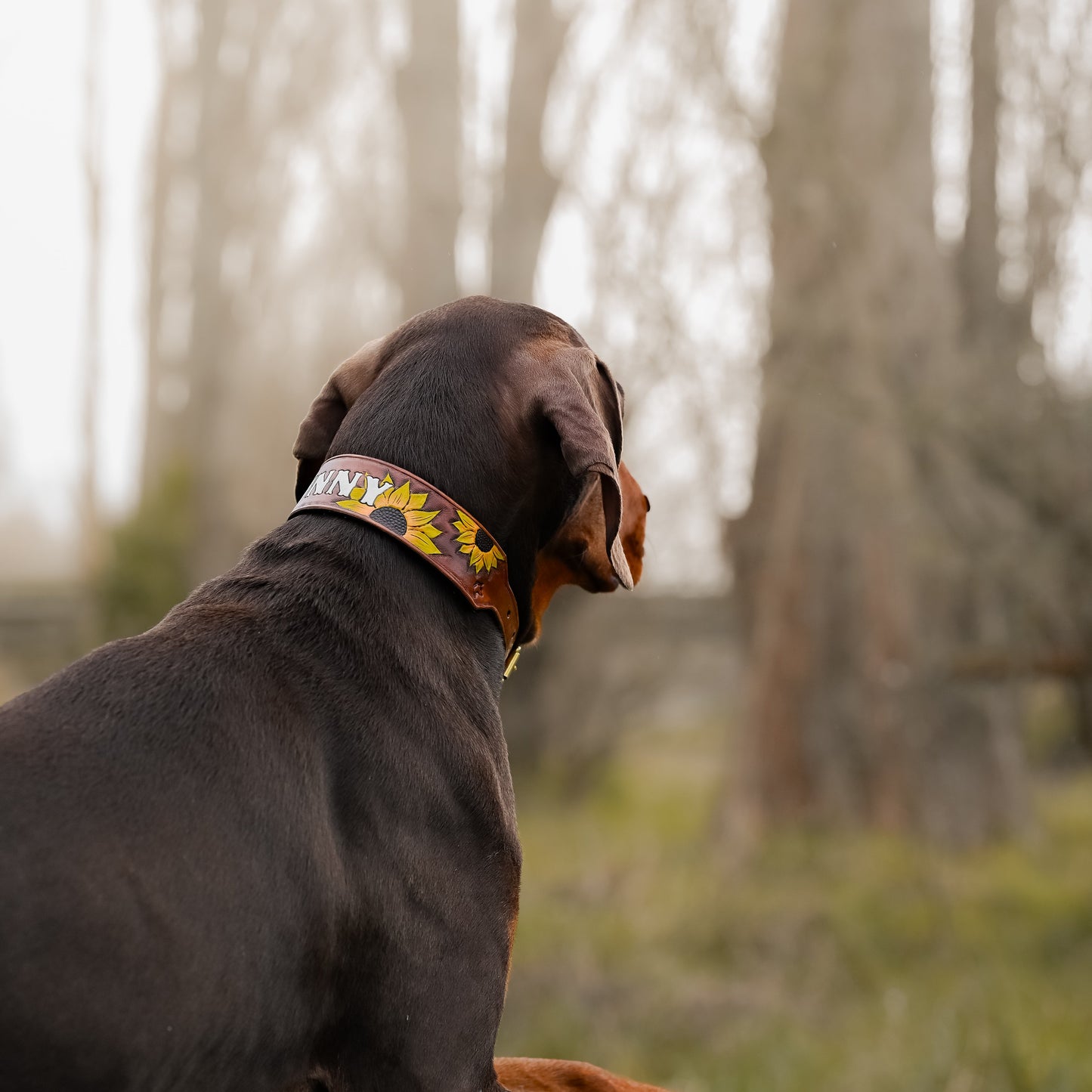 SUNNY - Sunflower Themed Tooled Leather Dog Collar