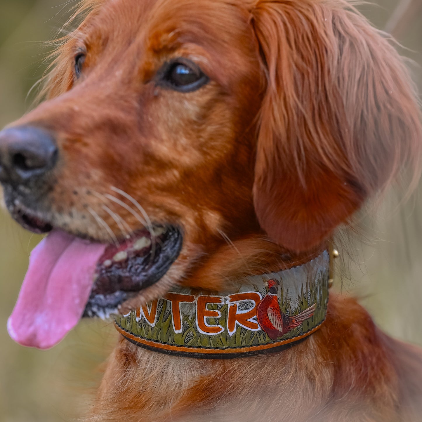 A close-up of a golden retriever wearing a custom hand-painted leather dog collar with the word 'HUNTER' in orange letters and a red bird graphic, set against a soft, blurred natural background.