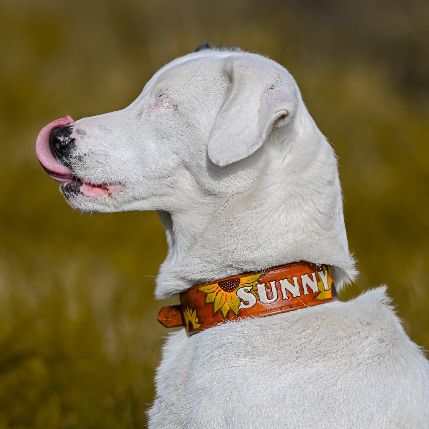 A white dog in profile wearing a decorative orange collar with yellow sunflower graphics and the word 'SUNNY' in white letters, photographed outdoors against a blurred grassy background.