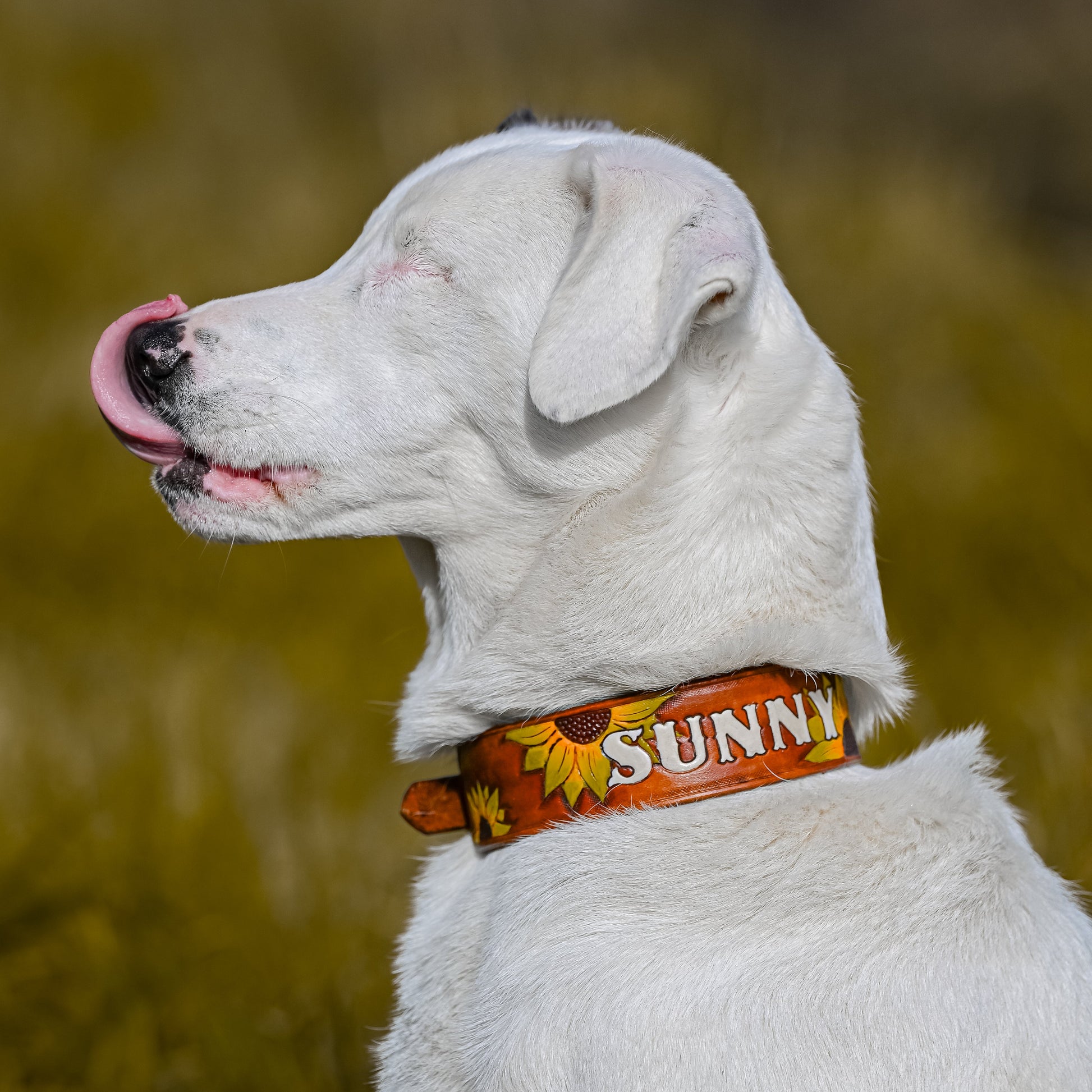A white dog in profile wearing a decorative orange collar with yellow sunflower graphics and the word 'SUNNY' in white letters, photographed outdoors against a blurred grassy background.
