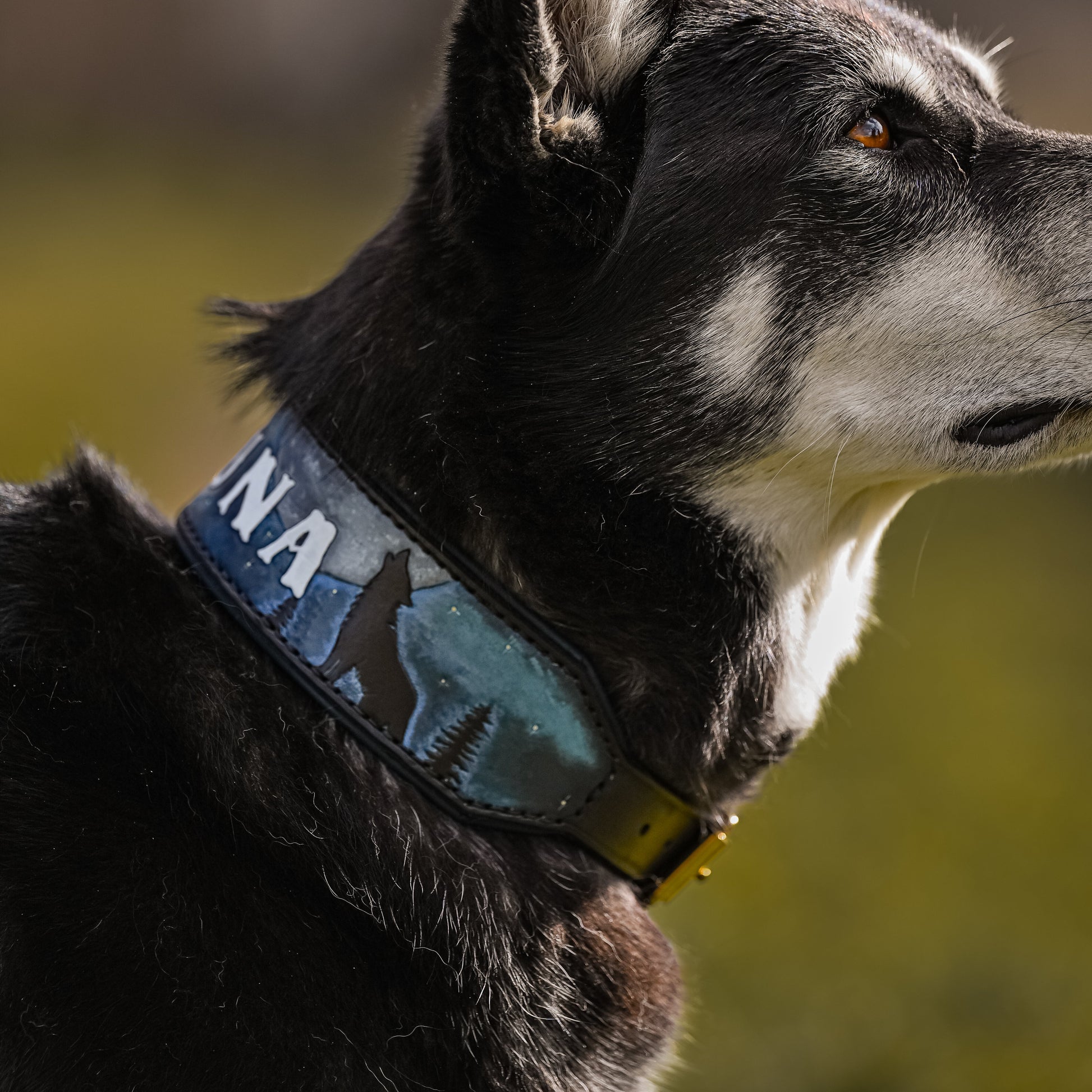 A close-up side profile of a black and white dog wearing a custom leather collar with a blue graphic print and the letters 'LUNA' visible.