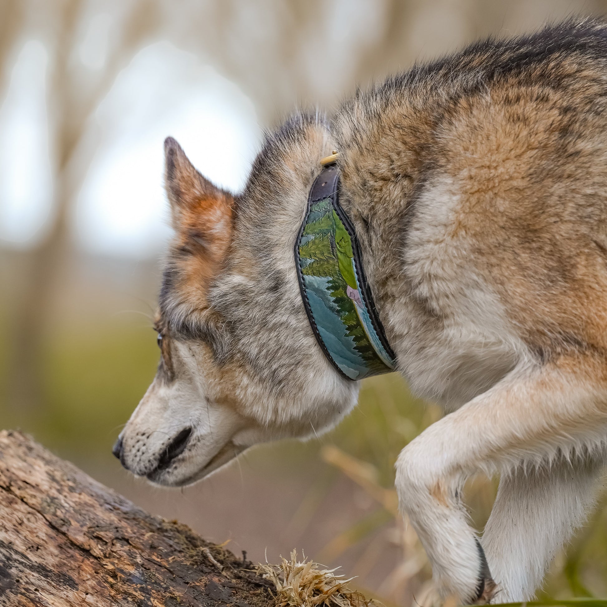 A grey and white wolf wearing a green and blue tooled leather collar, walking over a log in a blurred outdoor forest setting.