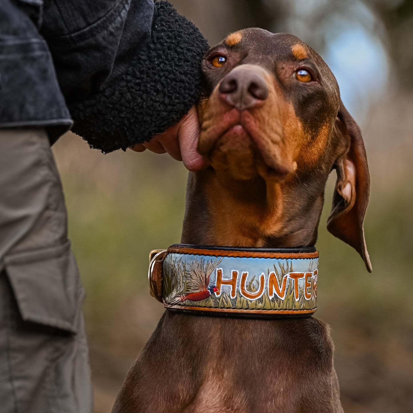 A brown and tan dog wearing a custom leather collar with the word 'HUNTER' in brown, being gently pet by a person in a dark jacket outdoors.