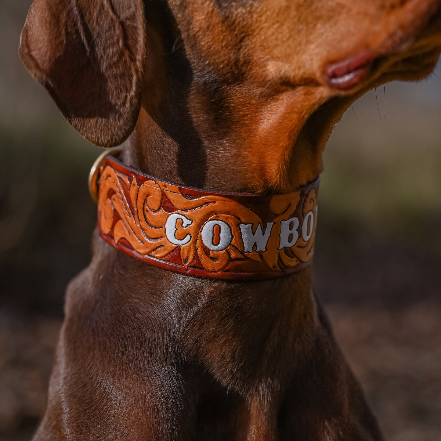 A close-up of a brown dog wearing a hand-tooled leather cowboy collar with 'COWBOY' written on it, set against a blurred outdoor background.