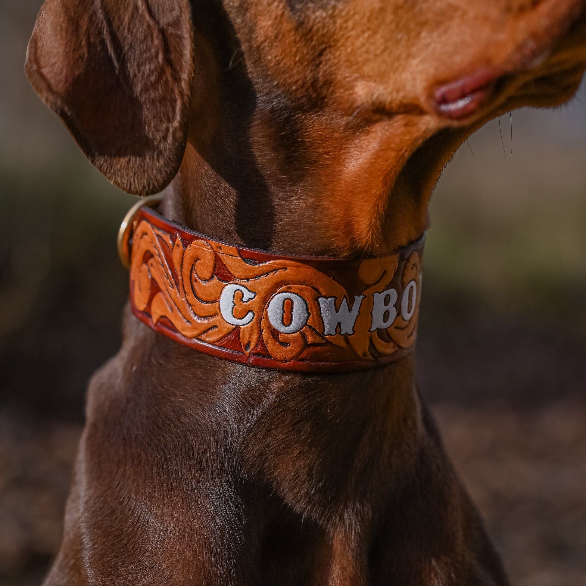 A close-up of a brown dog wearing a hand-tooled leather cowboy collar with 'COWBOY' written on it, set against a blurred outdoor background.