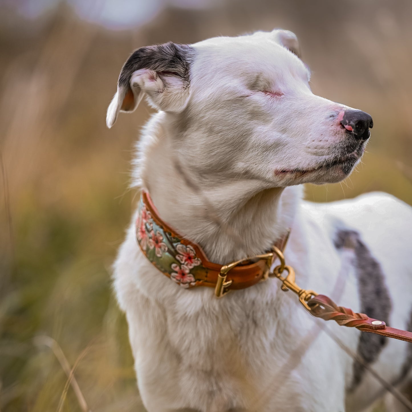 A white dog stands in a grassy field, wearing a floral-patterned collar with brass hardware and a matching leash.