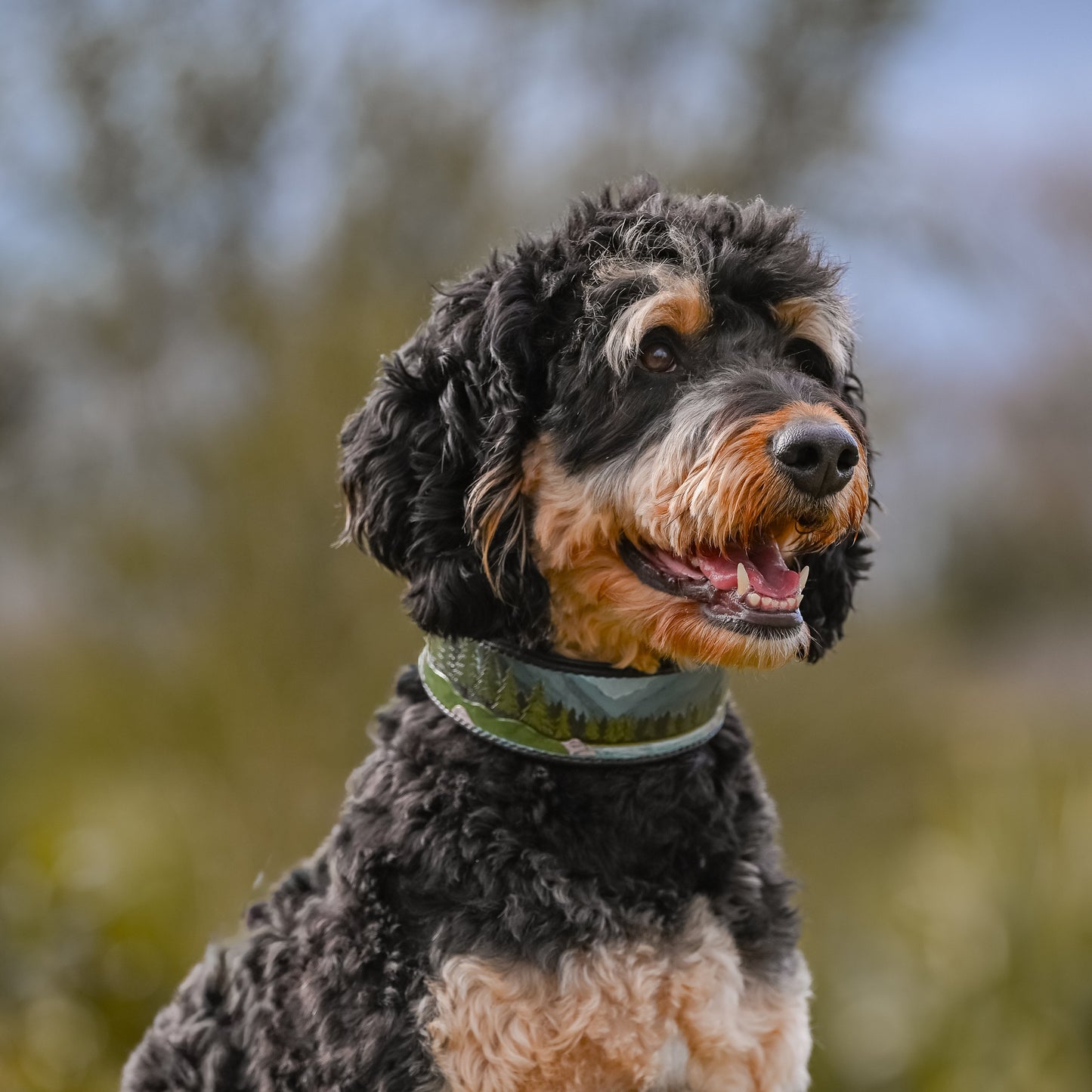 A black and tan curly-haired dog wearing a green collar, sitting outdoors against a soft blurred natural background.