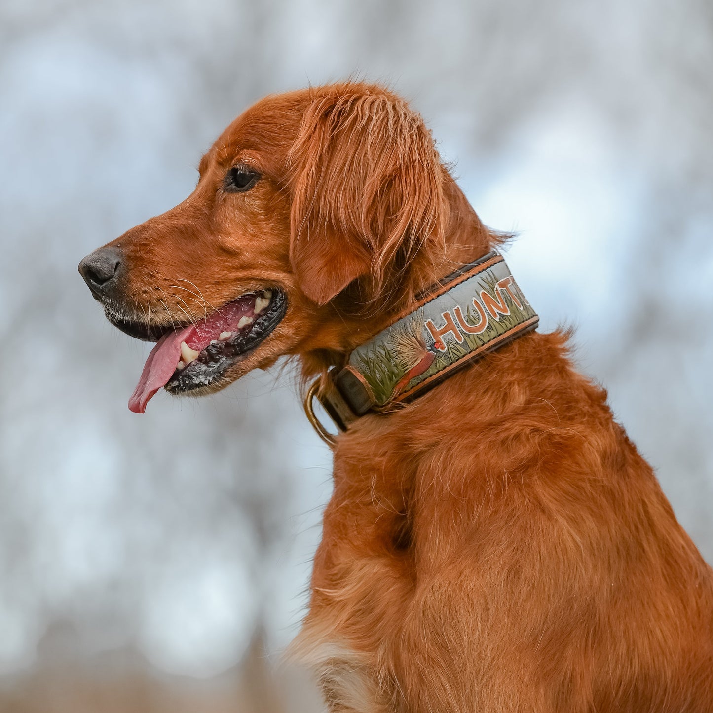 A golden retriever dog sitting on a rock outdoors, wearing a tooled leather collar with the word 'HUNTER' visible on it.
