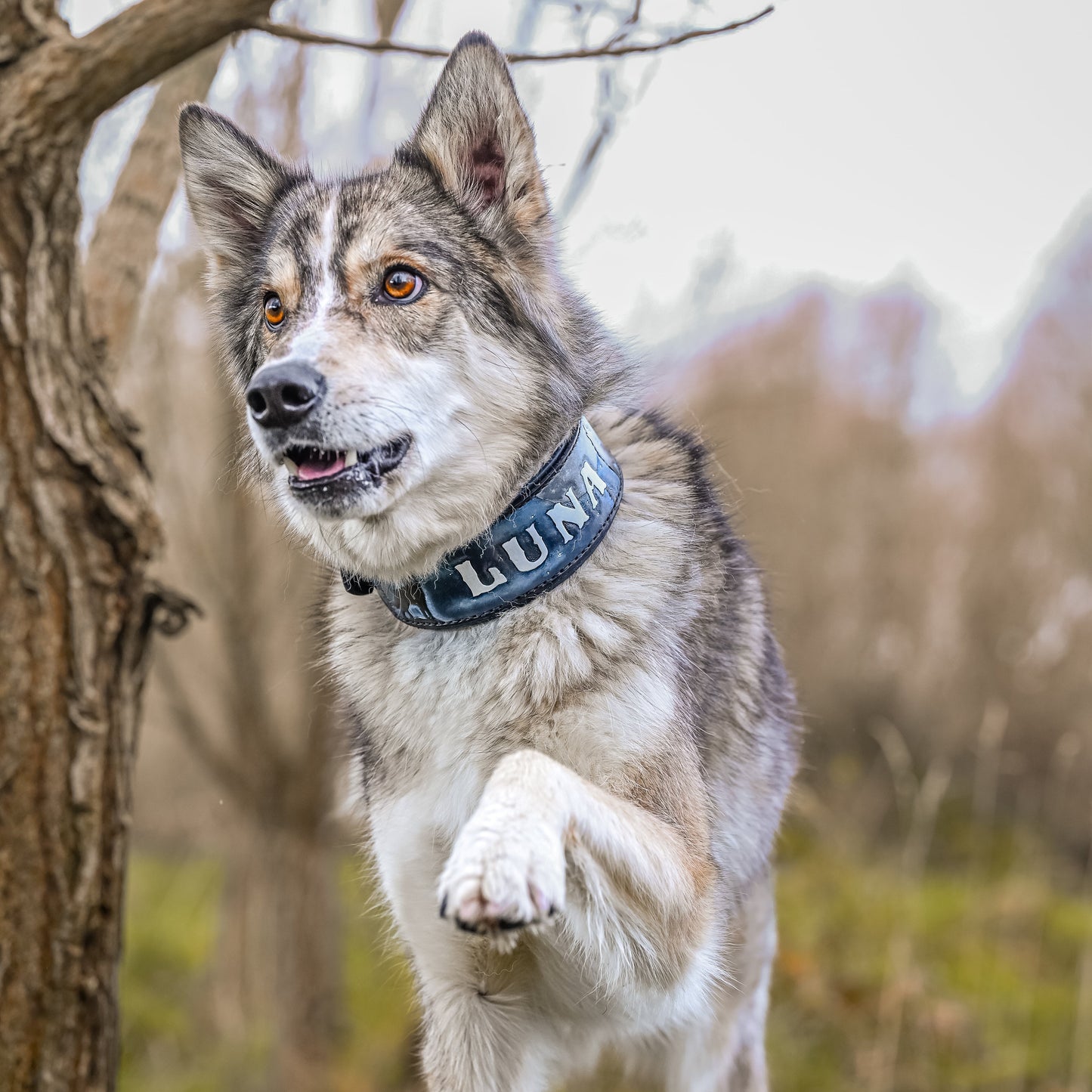 A gray and white wolf-type dog standing outdoors near a tree trunk, wearing a blue collar with the name 'LUNA' in white lettering.