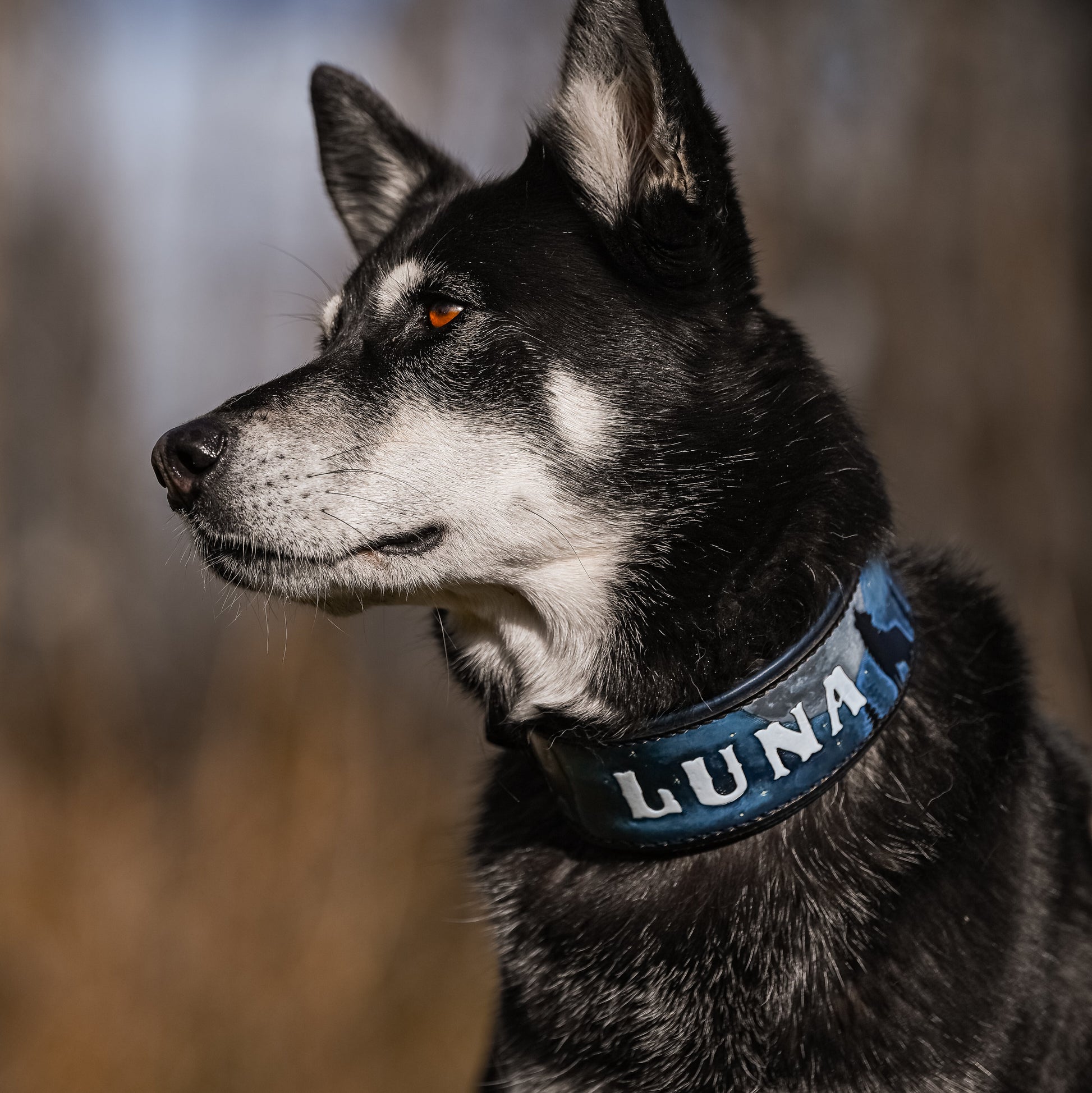A black and white dog in profile wearing a blue collar with the name 'LUNA' in white letters, set against a blurred outdoor background.