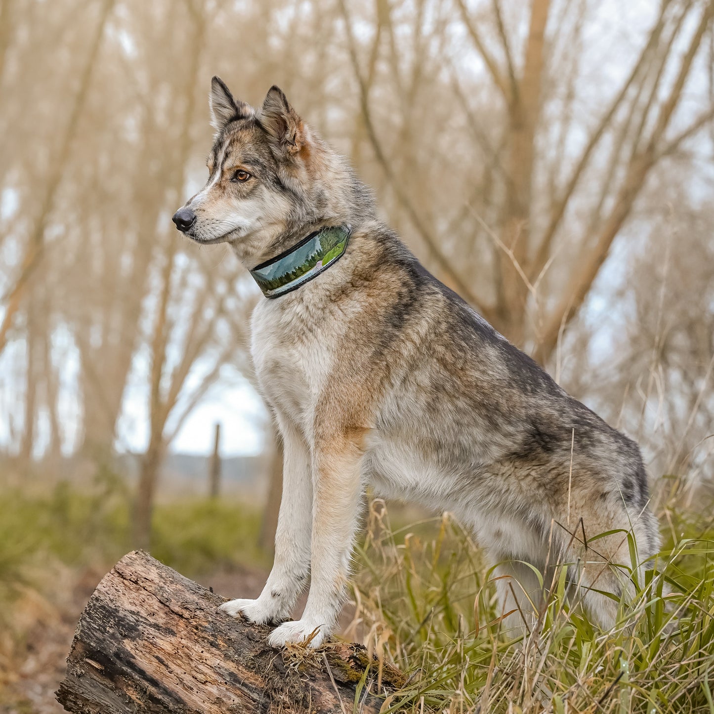 A gray and white wolf standing on a log in an outdoor wooded setting, wearing a green collar.