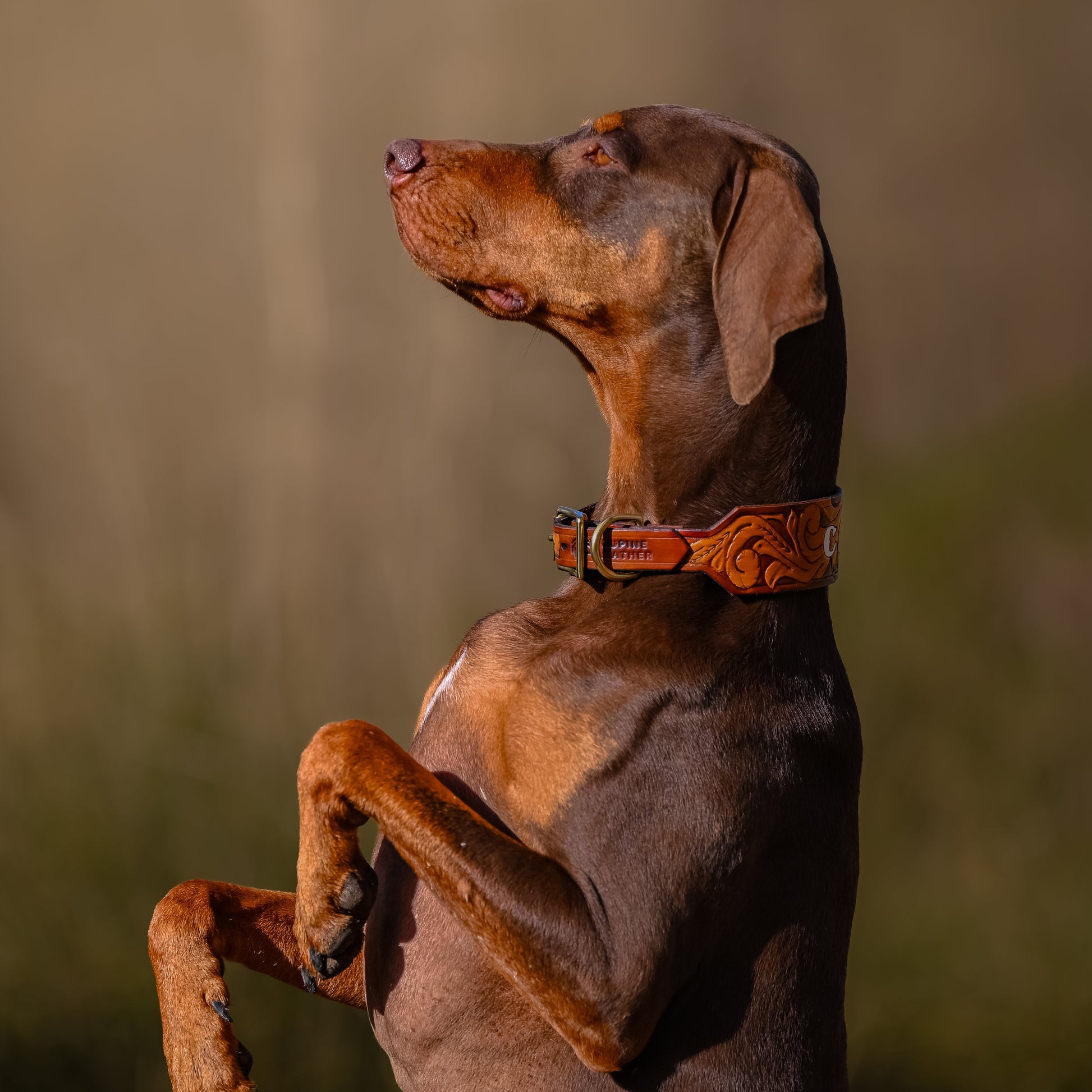 A brown dog standing on its hind legs outdoors, wearing an brown tooled leather dog collar, against a softly blurred natural background.