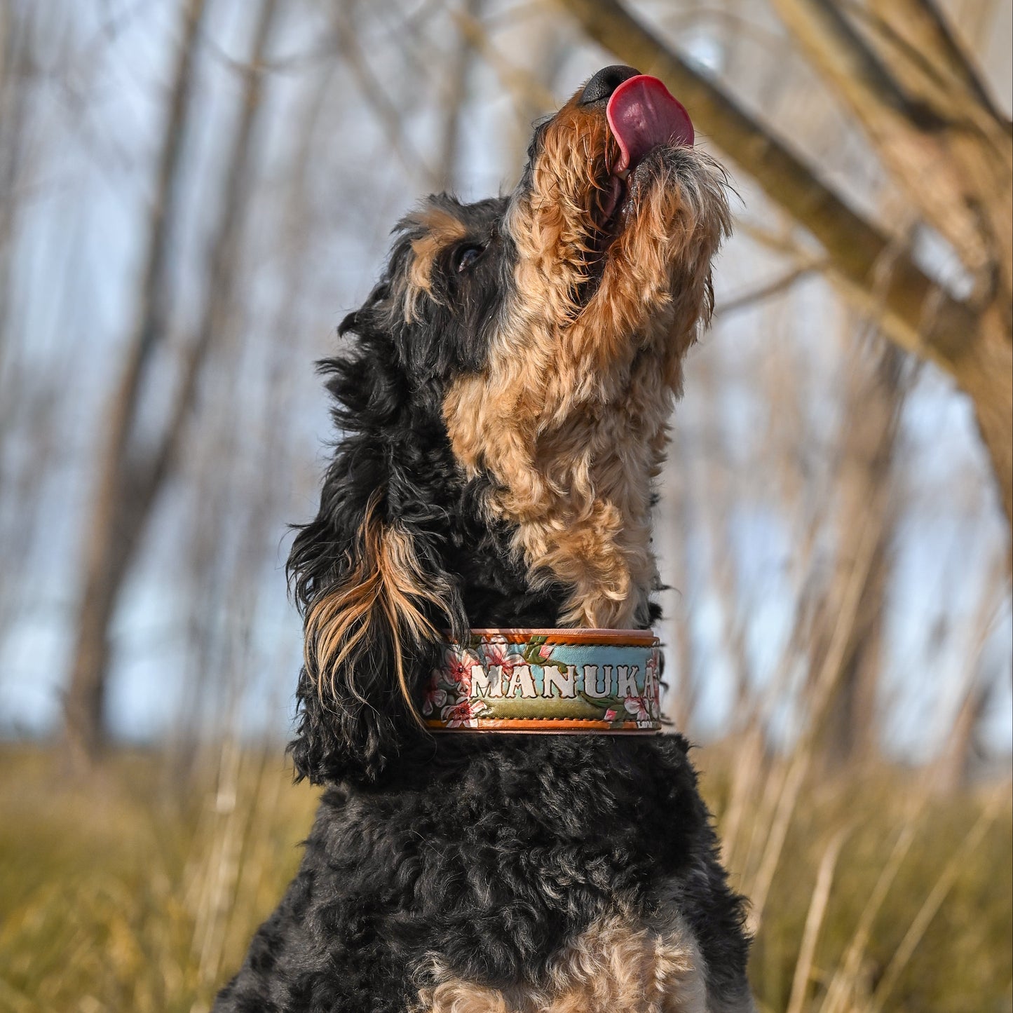 A black and tan dog sitting in a grassy outdoor field, looking upward with its tongue out, wearing a tooled and painted leather dog collar.