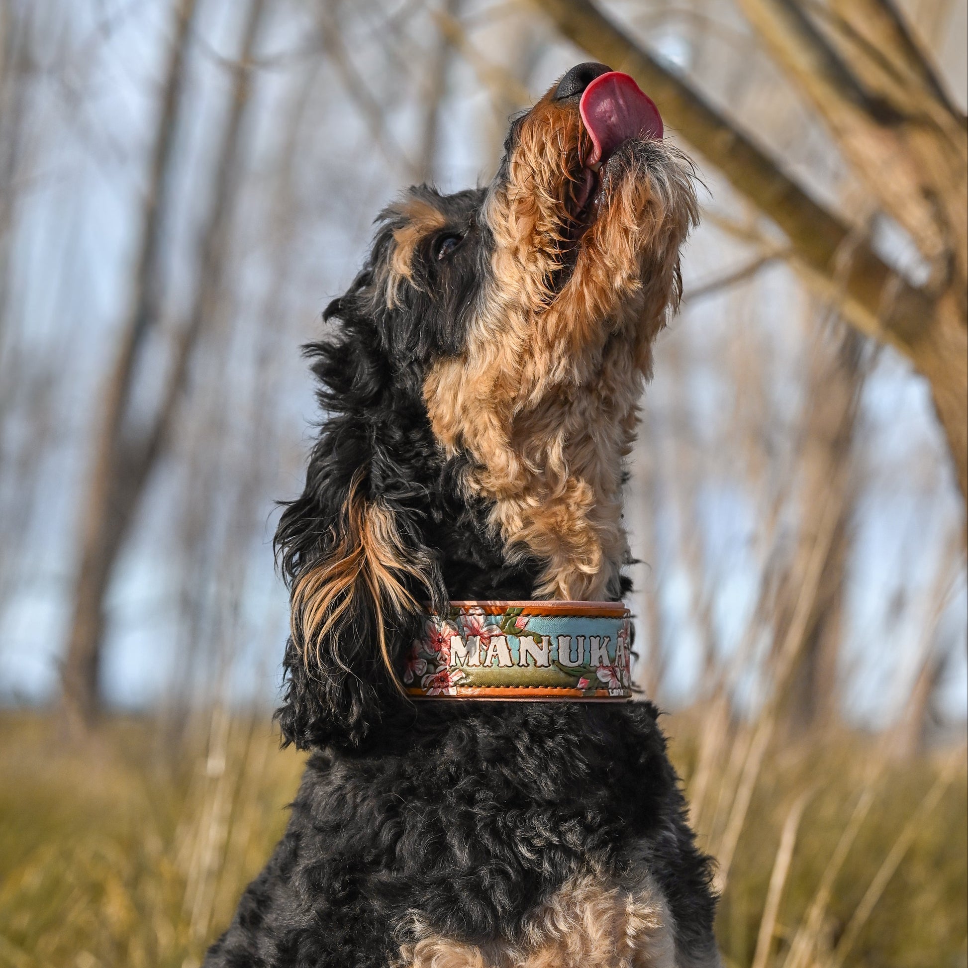 A black and tan dog sitting in a grassy outdoor field, looking upward with its tongue out, wearing a tooled and painted leather dog collar.