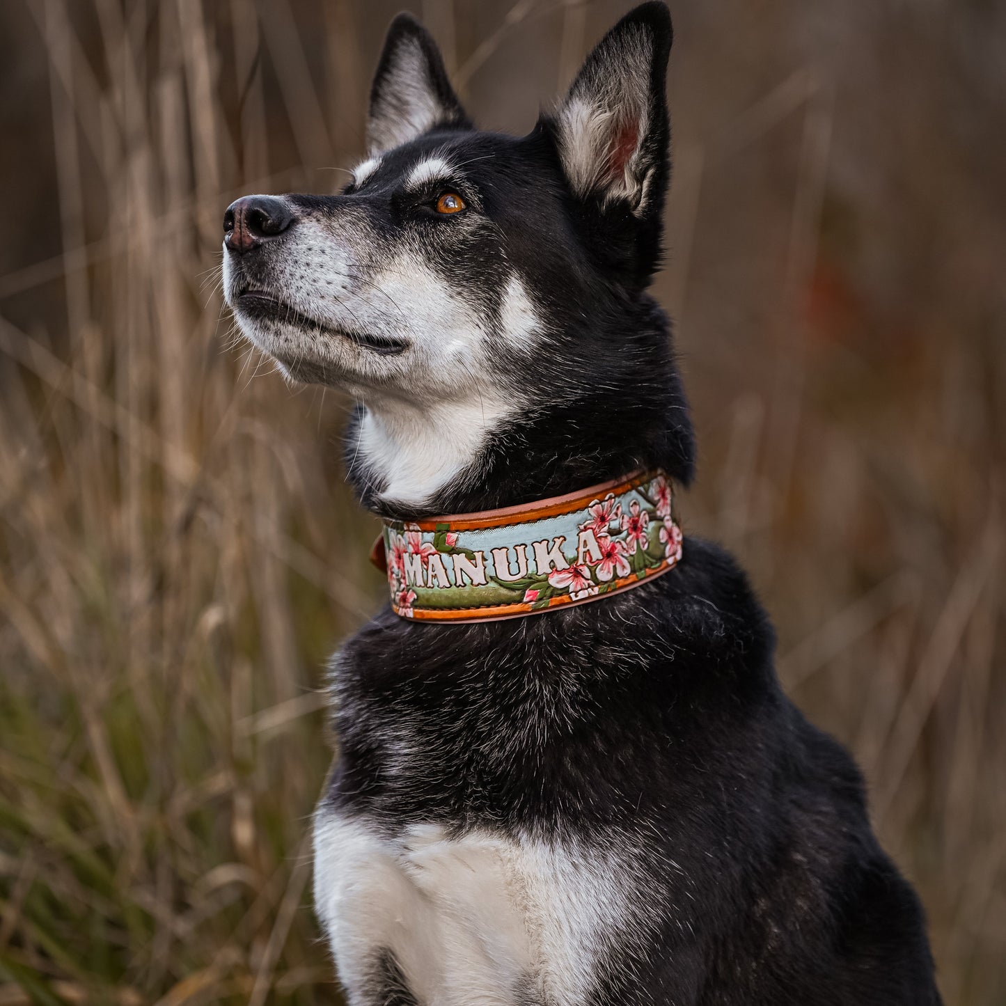 A black and white dog wearing a colorful tooled leather collar with the text 'MANUKA' and a floral pattern, set against a blurred natural background of dry grass.