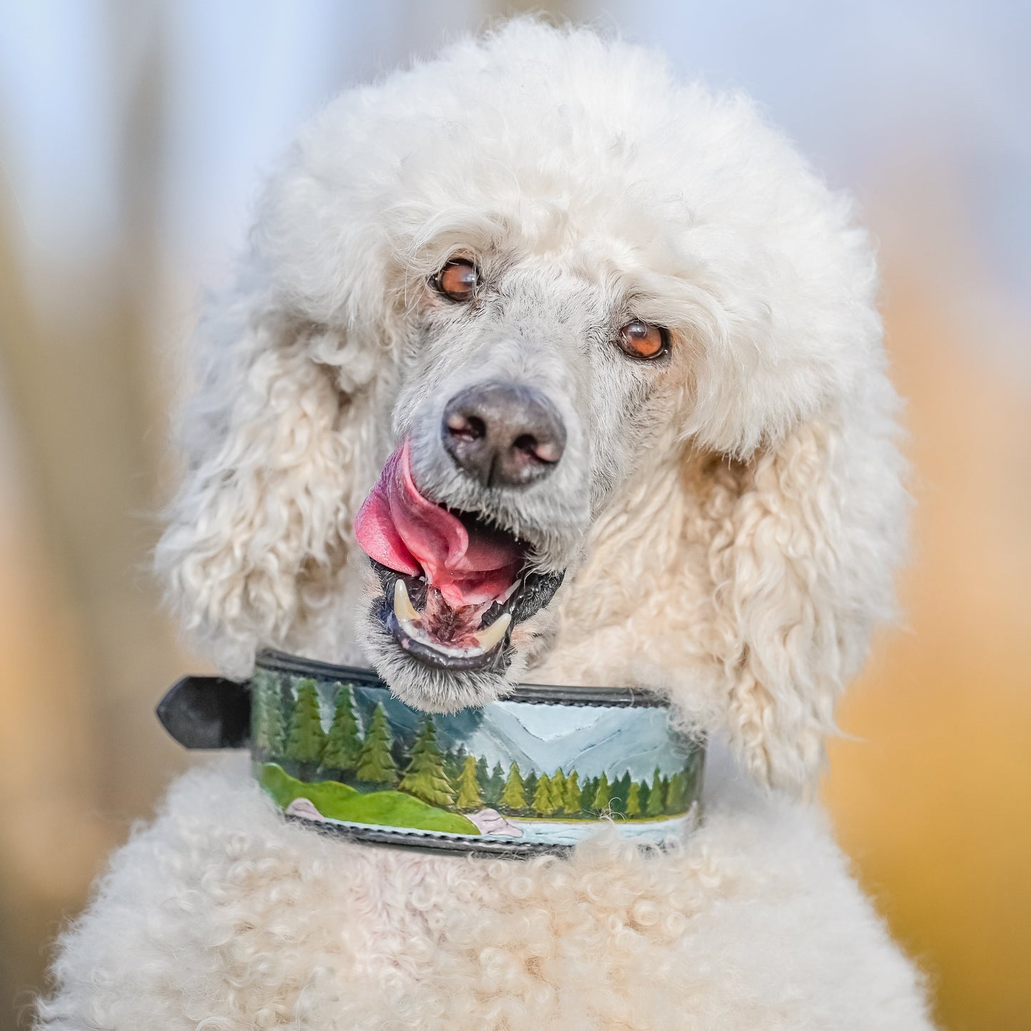 A white poodle wearing a forest landscape leather collar, photographed outdoors with a soft blurred background.