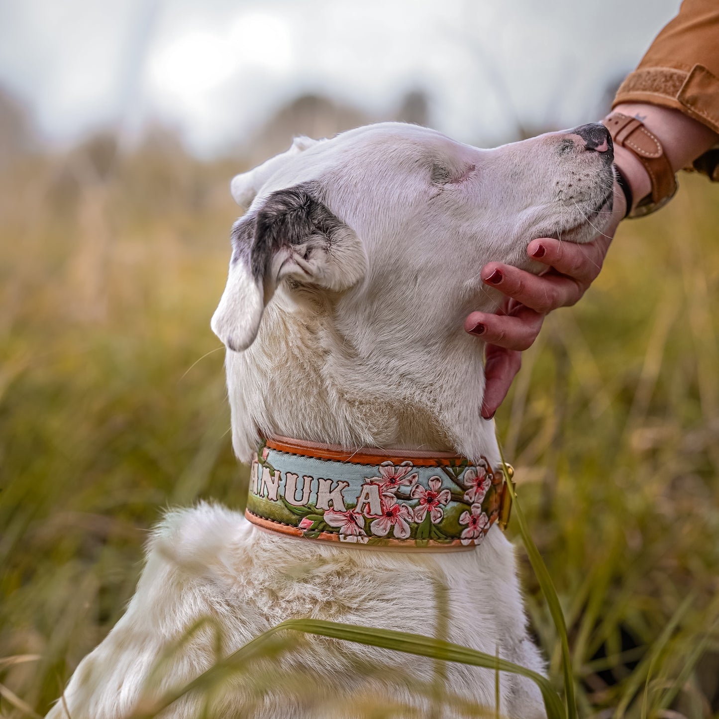 A white dog sitting in tall grass outdoors, wearing a decorative floral collar, while a person's hand gently pets its head. The collar features a light blue-green background with pink and white flowers and the word 'MANUKA' printed across the front.