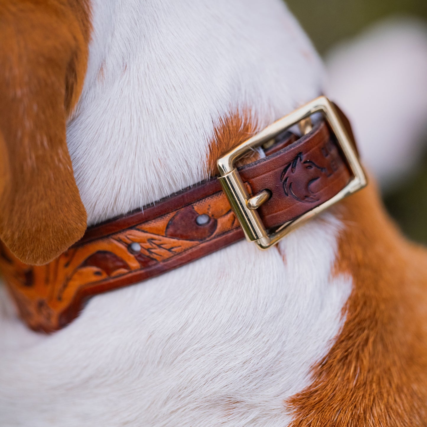 A close-up of a brown leather dog collar with carved western patterns and a brass buckle, worn by a white and brown dog outdoors.